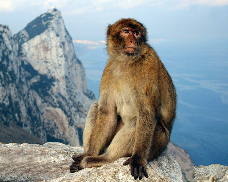 Los macacos de Berbería se han convertido en un símbolo de identidad Británica en Gibraltar.