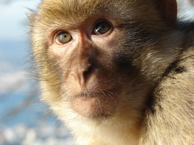 Macaques are known for being social with human beings; however, they can be dangerous.
