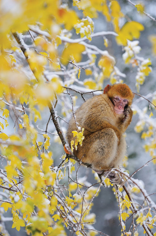 Despite having no tail, the macaques are considered monkeys instead of apes.