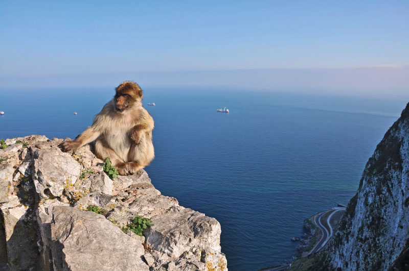 Despite having no tail, the macaques are considered monkeys instead of apes.