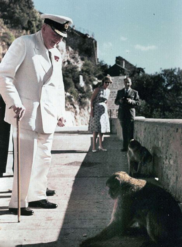 Winston Churchill contribuyó a la repoblación de macacos en la Roca durante la Segunda Guerra Mundial. 
