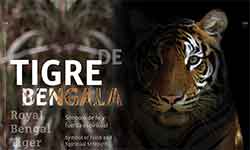Tigre de Bengala - Ashanti Rojano