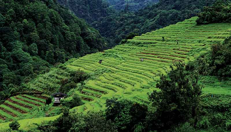 Durante miles de años en el suelo fértil de sus montañas se ha cultivado arroz.
