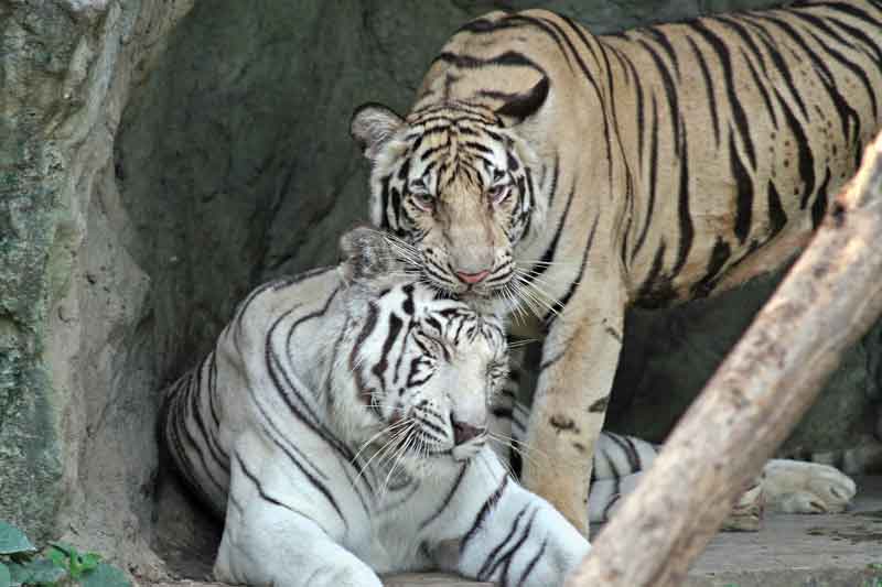 Tigre de Bengala