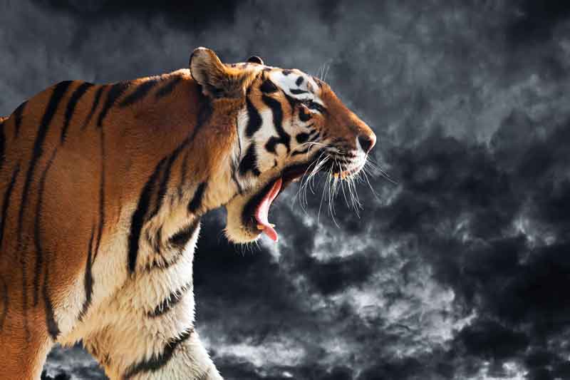 Tigre de Bengala