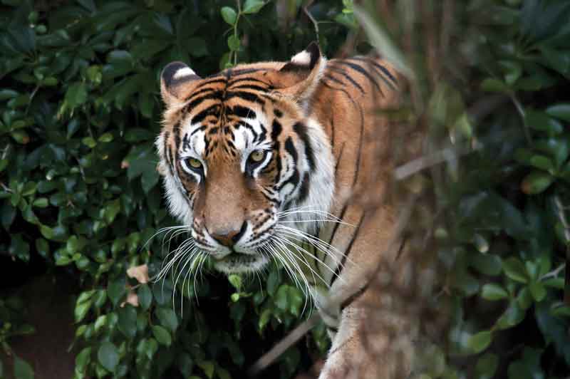 Los tigres de Bengala (Panthera tigris tigris) y otras especies permanecen libres en su entorno natural. 