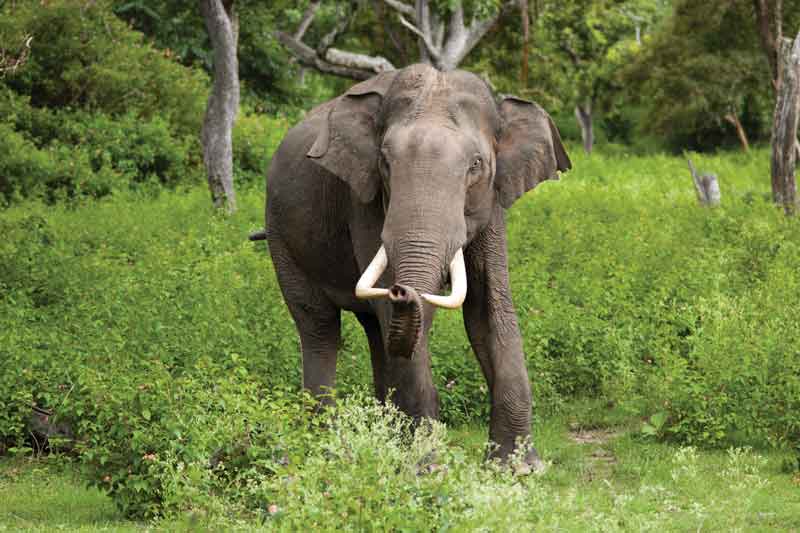 The Asian elephant (Elephas maximus) is the largest mammal of the Asian continent.
