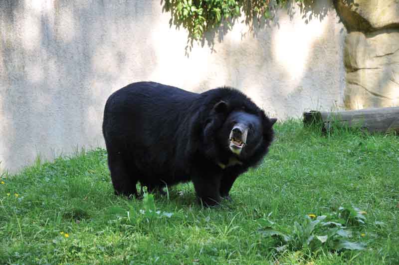 The Asian Black Bear (Ursus thibetanus) can also be found in others countries of Asia. 
