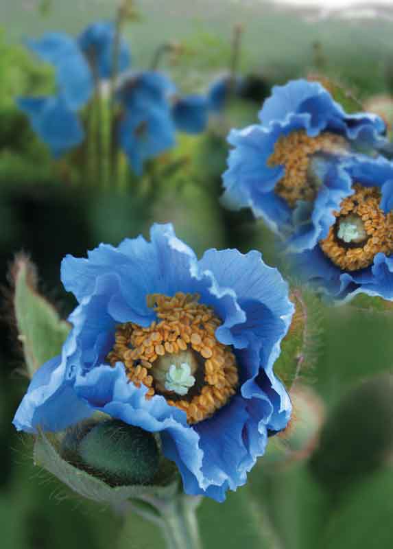 La mítica “amapola azul del Himalaya”. 