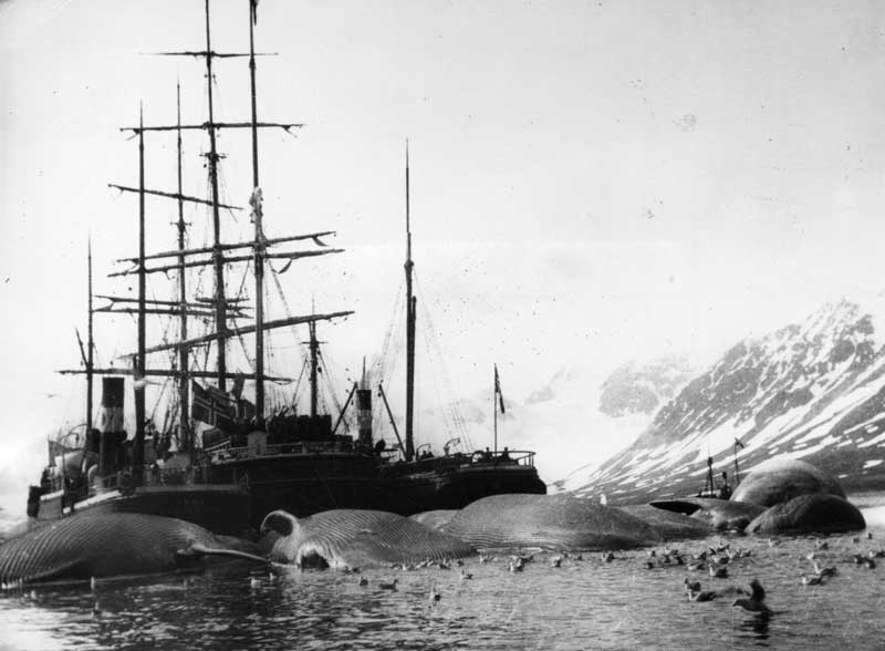 La caza de ballenas fue una de las industrias más importantes del siglo XIX. Estos viajes a través del Pacífico transformaron el mercado, la economía y la demanda de territorios como Fiyi. /
