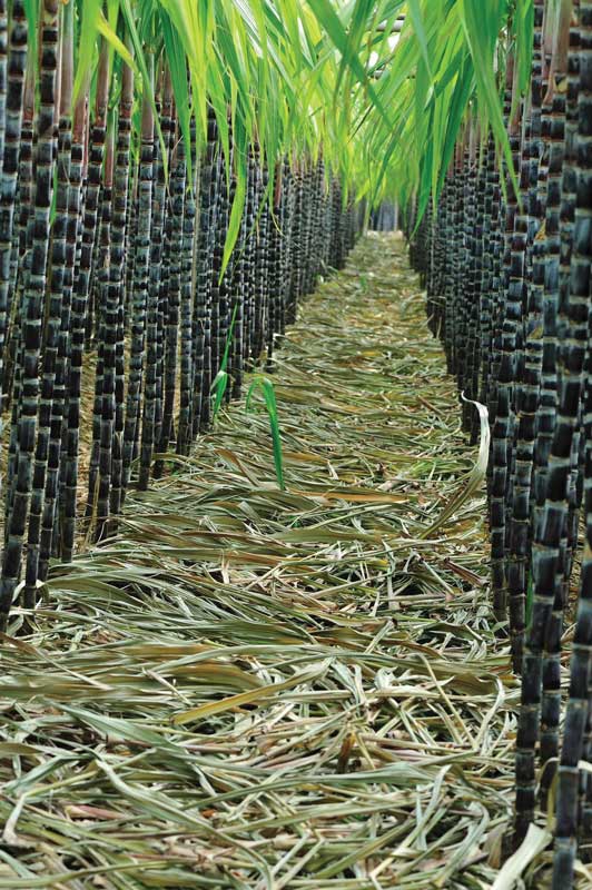 El azúcar es el producto de exportación más importante de Fiyi. También definió la multiculturalidad de esta nación cuando los indios llegaron a trabajar en las plantaciones. 