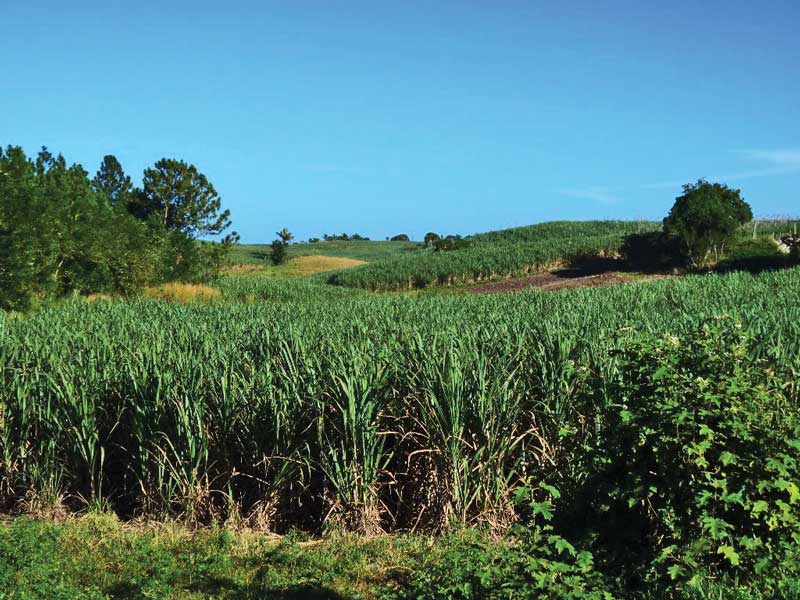 Sugar is the most important export in Fiji. It also defined the nation’s multiculturalism when Indians arrived to work on the plantations