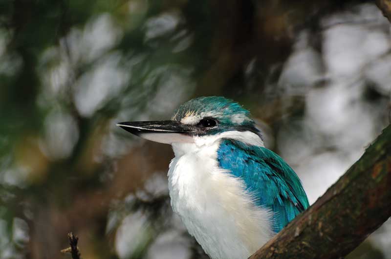 El alción acollarado se encuentra en la lista de la IUCN en estado vulnerable. 