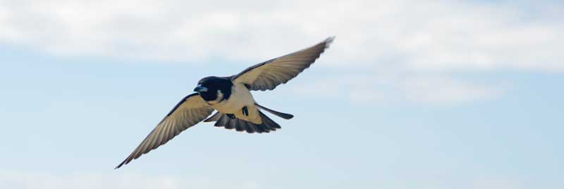 The Fiji Woodswallow is endemic to most Fijian islands.
