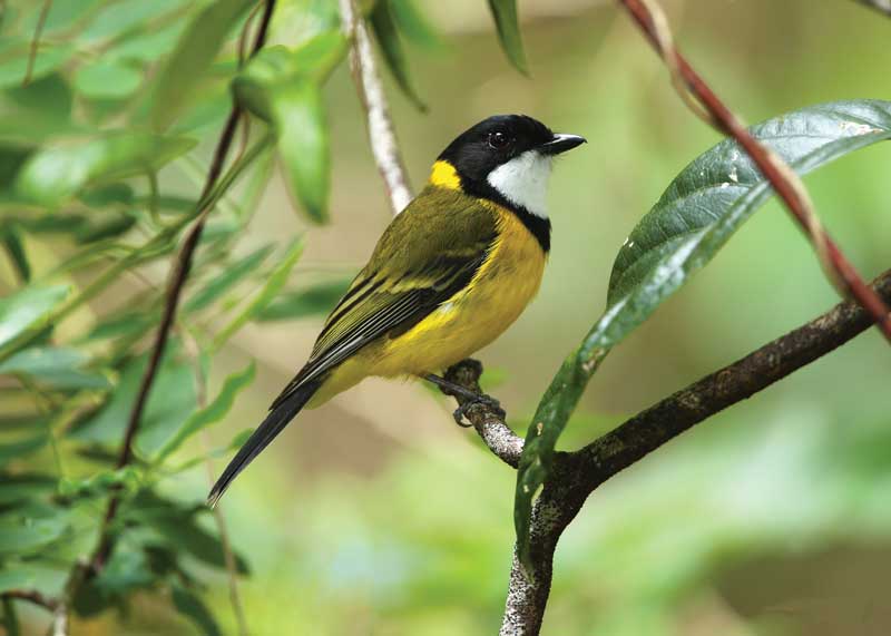 The Fiji Whistler is a subspecies of the Australian Golden Whistler and mostly inhabits the northern and central islands of Fiji.