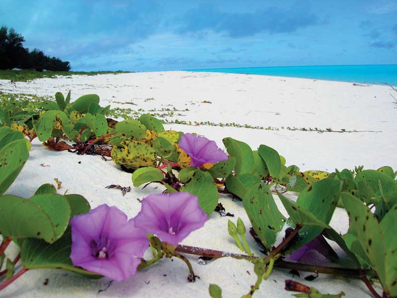 The beach morning glory is one of the most resistant to saline conditions. 
