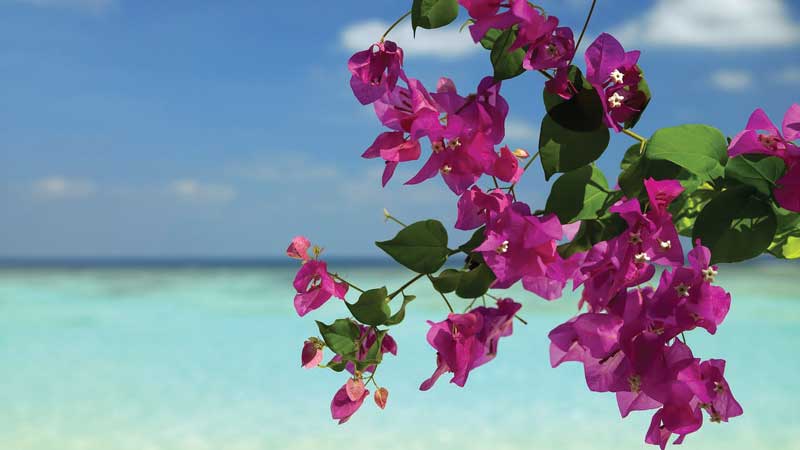 Las buganvilias son plantas decorativas. Florecen todo el año y contribuyen al panorama paradisiaco de Fiyi. 
