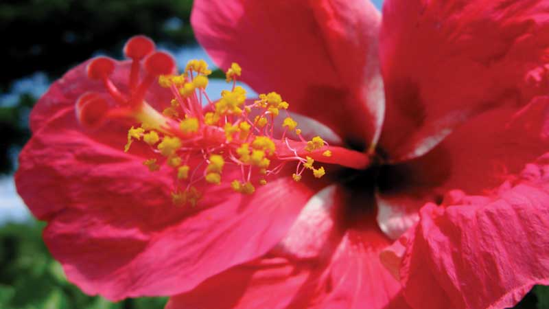 Hibiscus is a popular flower in Fiji; the Hibiscus Festival is one of its most important celebrations.
