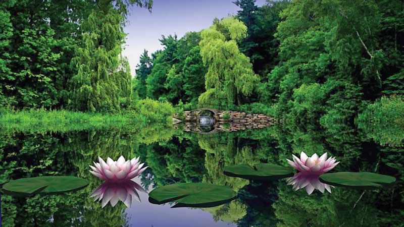 Los lirios de agua son plantas acuáticas de la familia Nymphaeacea. Crecen en climas cálidos como Fiyi. 
