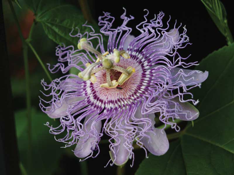 The Passion Plant contains medicinal properties to treat minor injuries.