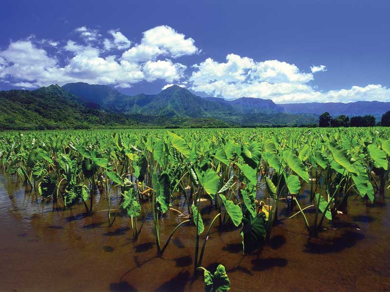 Taro is a staple food in Fiji because it is rich in nutrients, like calcium, iron and protein.
