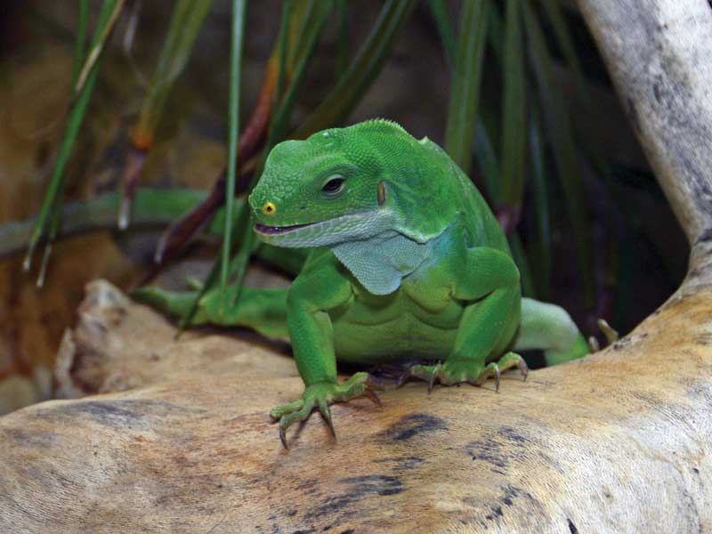 Iguana Bandeada