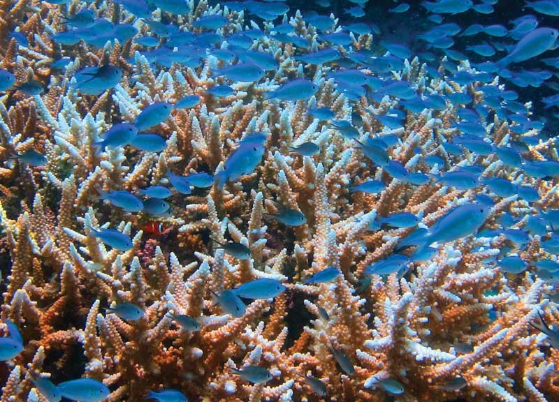 Los corales proveen sustento y protección al 25% de las especies marinas.
