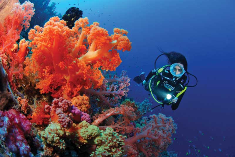 When diving near a coral reef you must remember that it is a living organism, very fragile, and avoid touching it. In fiyi there are around 400 coral species.