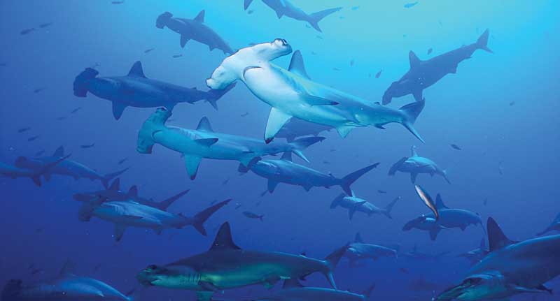 Los tiburones son muy importantes para la salud general de los océanos y, en particular, para los arrecifes de coral. 
