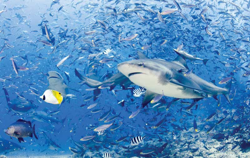 Sharks help to regulate species abundance and diversity while maintaining balance through an ecosystem.
