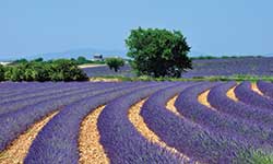 Campos de lavanda, Provenza, Francia  - Amura