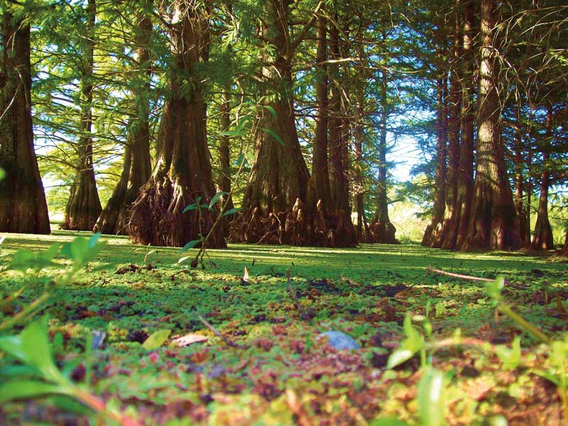 Amura,El Parque Nacional Esteros de Farrapos es una importante zona de humedales del mundo. 