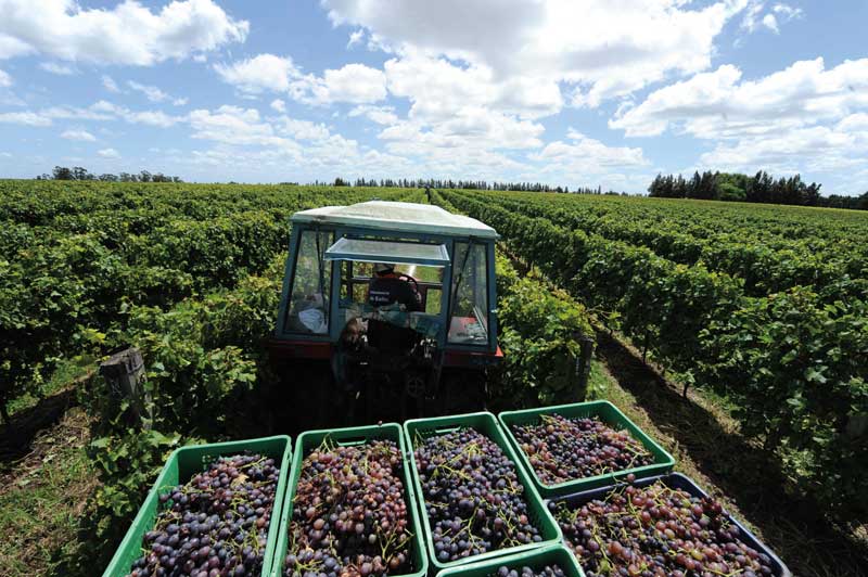 Amura,En el siglo XIX, los europeos introdujeron las uvas tannat para dar origen a los primeros vinos uruguayos. 
