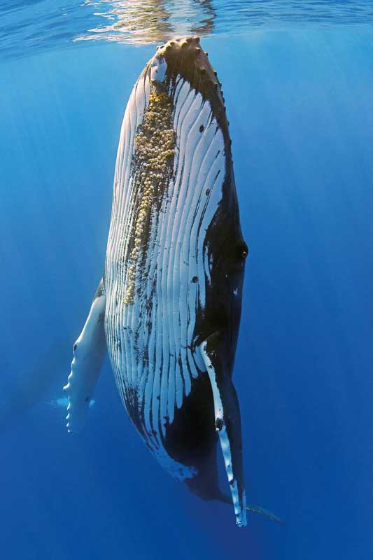 Amura,Las ballenas son los animales más increíbles jamás conocidos. 
