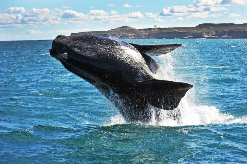 Amura,Hay especies de ballenas que no emigran. 