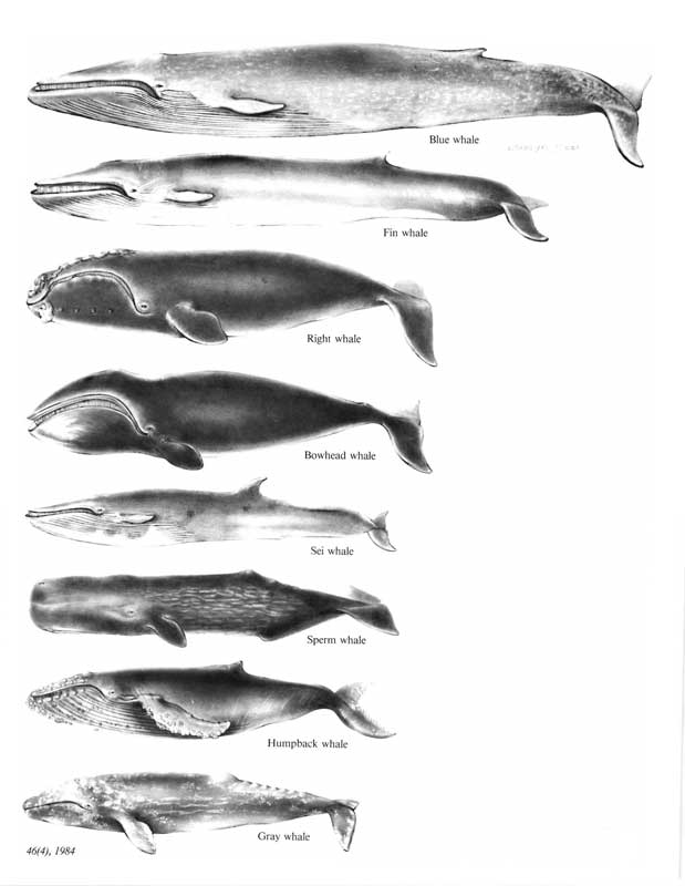 Amura,Los cetáceos, del orden de las ballenas, son diversos: desde la gran ballena azul a la pequeña marsopa. 