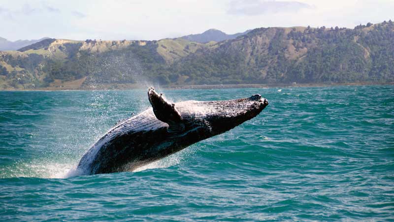 Amura,Las diferentes especies de ballenas migran de maneras distintas. 
