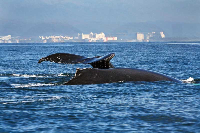 Amura,Hay especies de ballenas que no emigran. 