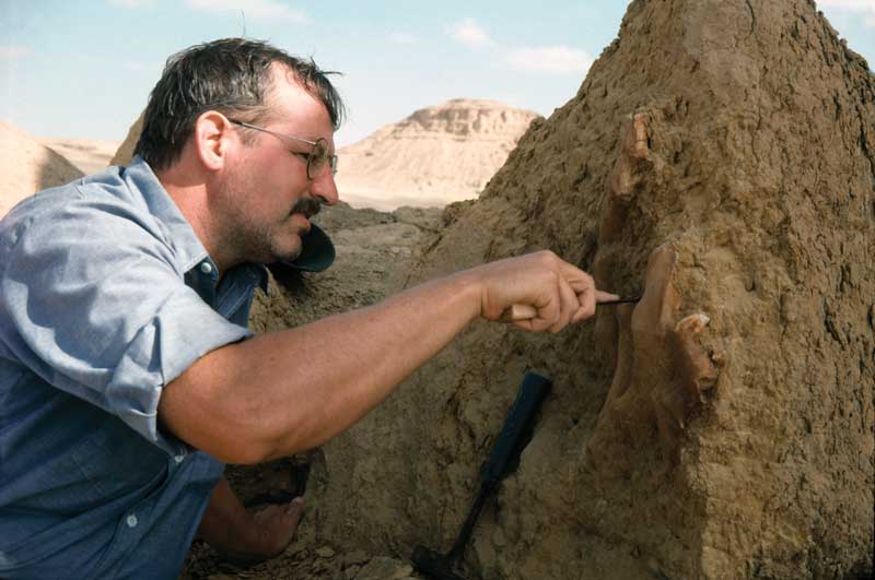 Amura,Phil Gingerich is a recognized paleontologist and educator, expert on the evolution of primates and whales.