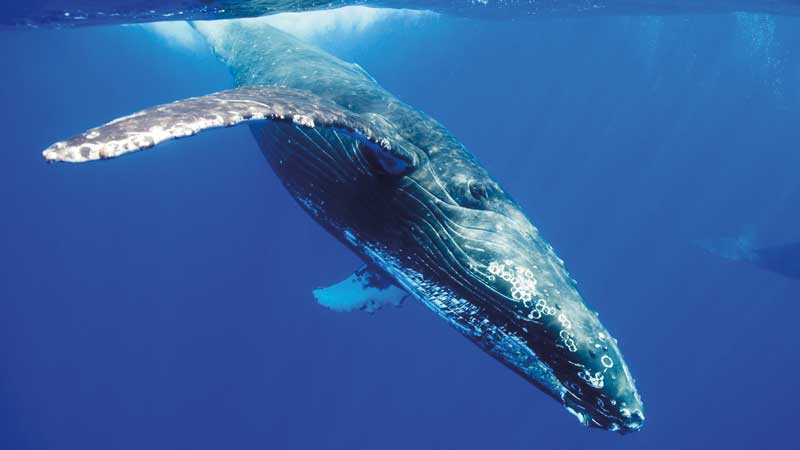 Amura,La ballena azul se encuentra en aguas subtropicales y polares en todo el mundo. 
