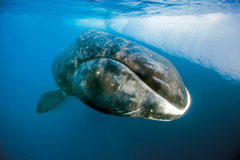 Amura,La ballena Boreal tiene una cabeza enorme que utiliza para romper el hielo espeso. 
