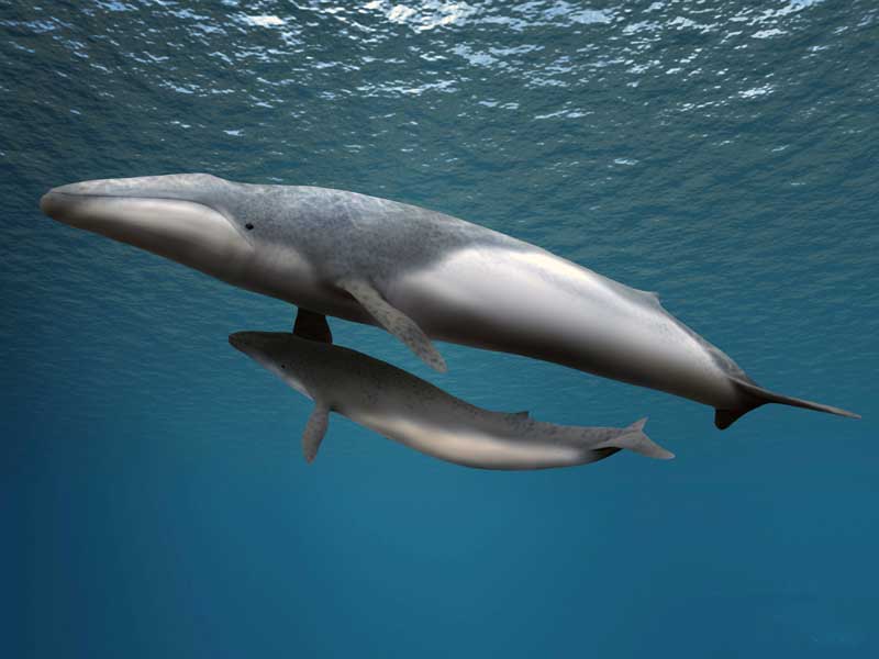 Amura,Las ballenas francas tienen una particular naturaleza dócil.
