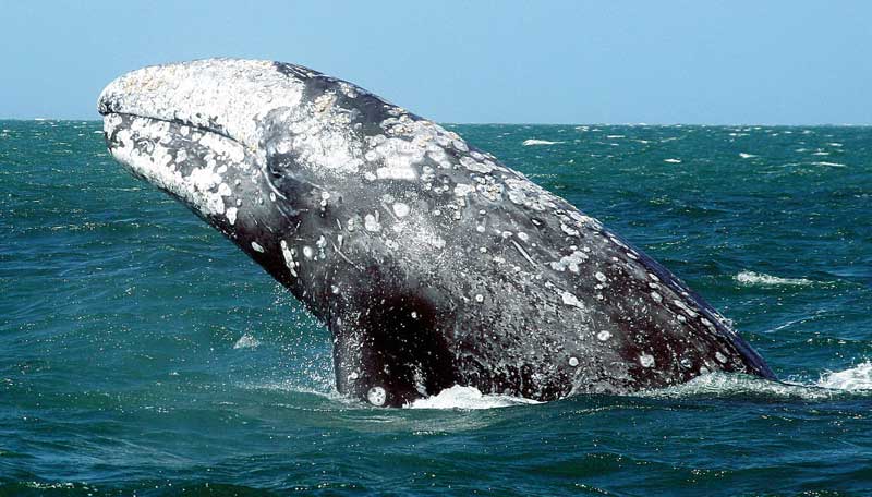 Amura,Gray whales stay close to coasts. 
