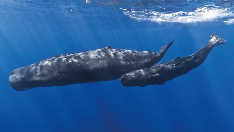 Amura, Las ballenas jorobada son conocidas por sus canciones melódicas e increíbles habilidades acrobáticas.
