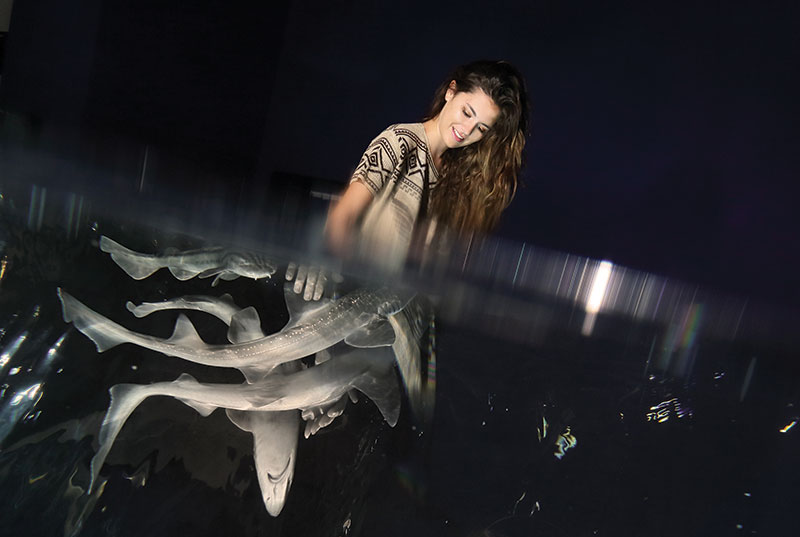 Amura,Sharks, sensorial exposition that allows visitors to interact with them. 
