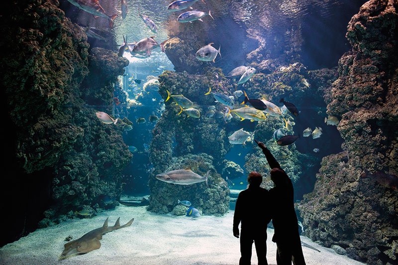 Amura,Several species live in the Shark Lagoon, a giant aquarium with a unique coral ecosystem. 