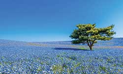 Hitachi Seaside Park, Hitachinaka, Ibaraki, Japan - Amura