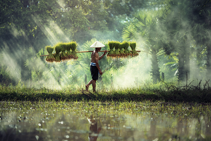 Amura, Camboya, Cambodia, La agricultura es una de las principales formas de vida en Camboya. 