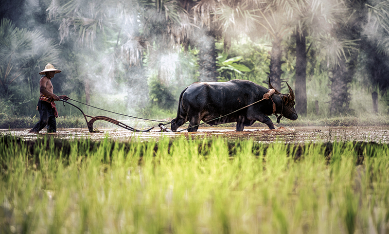 Amura, Camboya, Cambodia, La agricultura es una de las principales formas de vida en Camboya. 