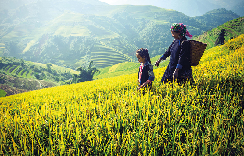 Amura, Camboya, Cambodia, Agriculture is one of the main ways of life in Cambodia. 